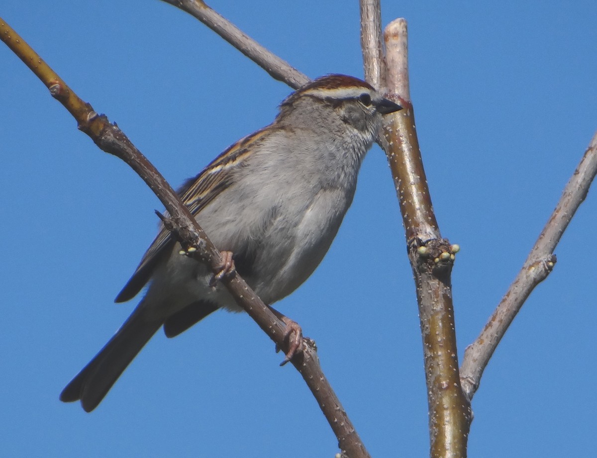 Chipping Sparrow - ML447527681