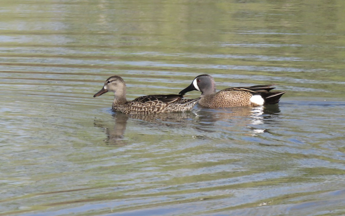 Blue-winged Teal - ML447532411