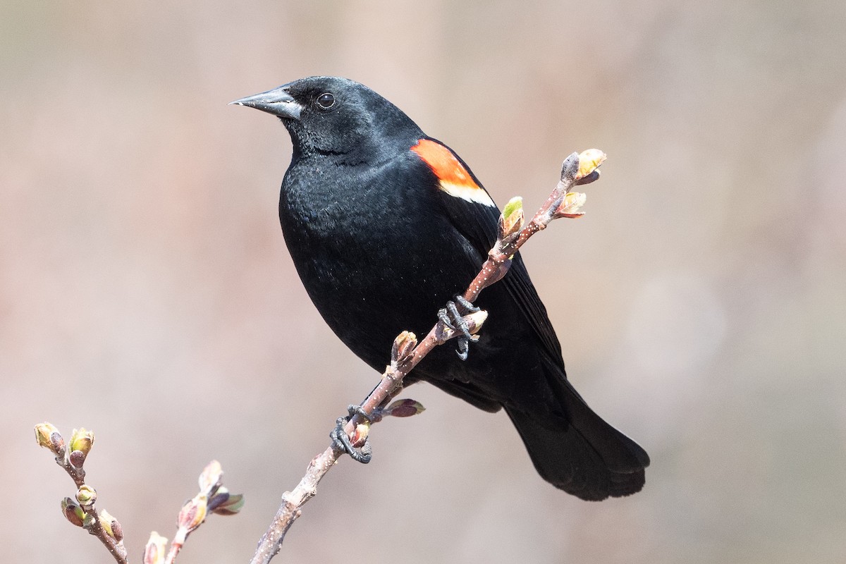 Red-winged Blackbird - David Turgeon
