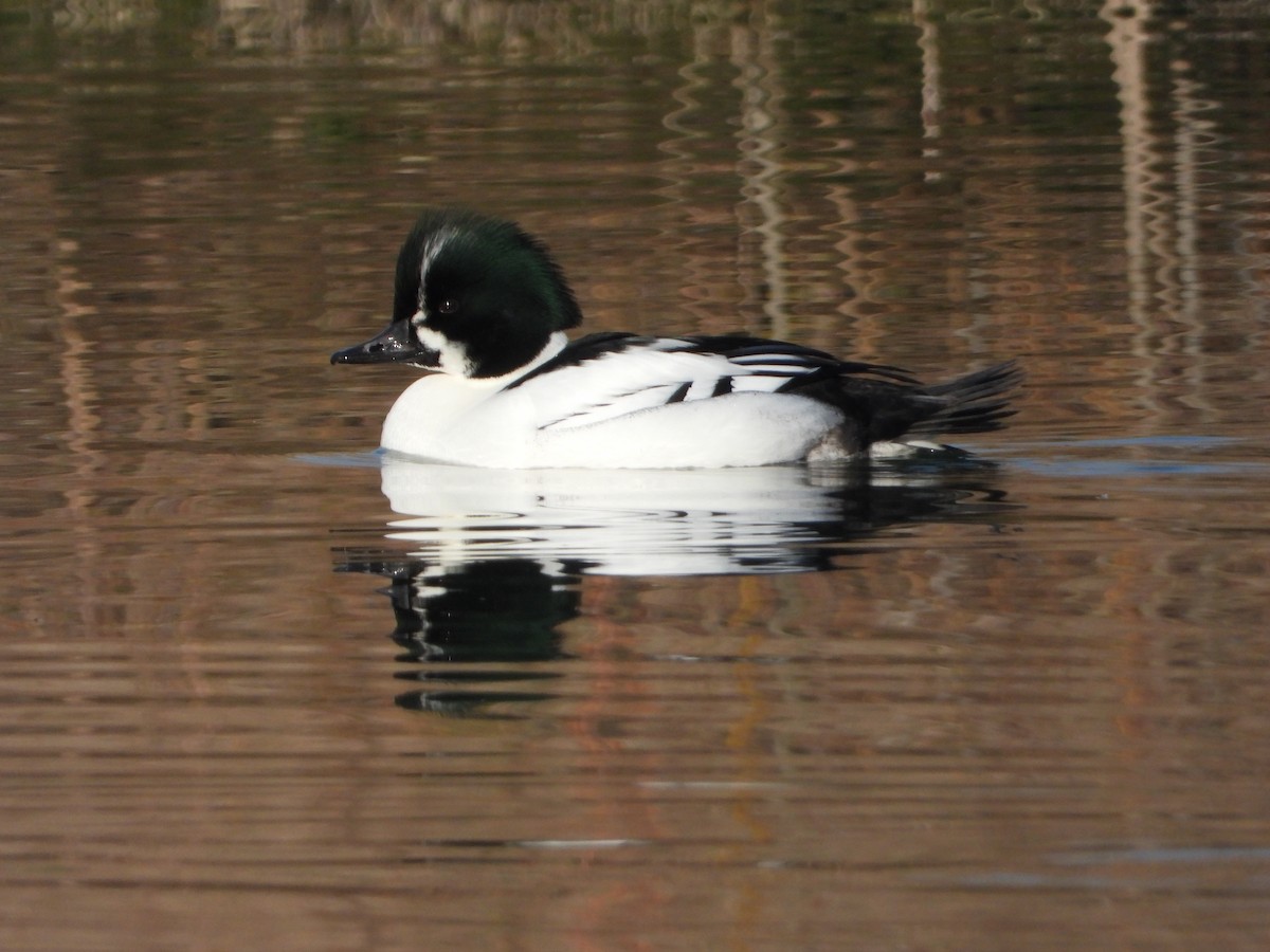 Common Goldeneye x Smew (hybrid) - Martin Rheinheimer