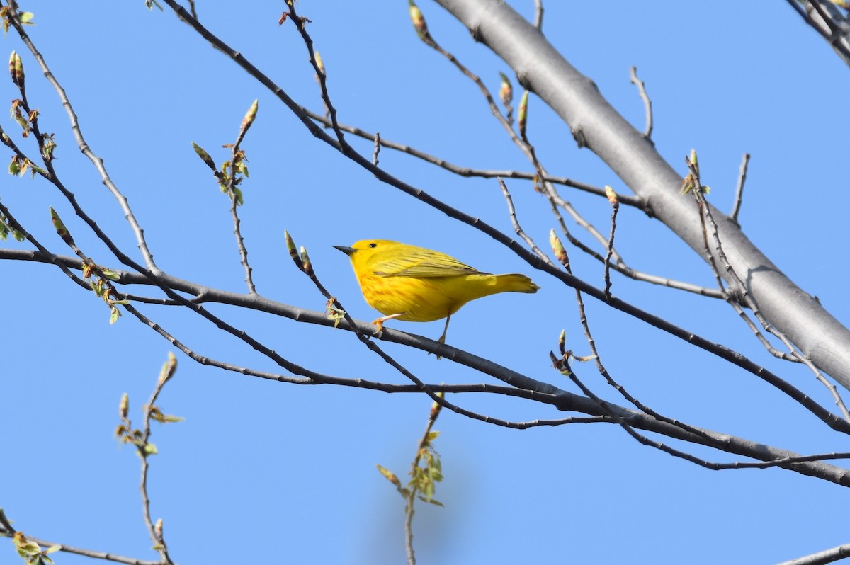 Yellow Warbler - Janet Lyons