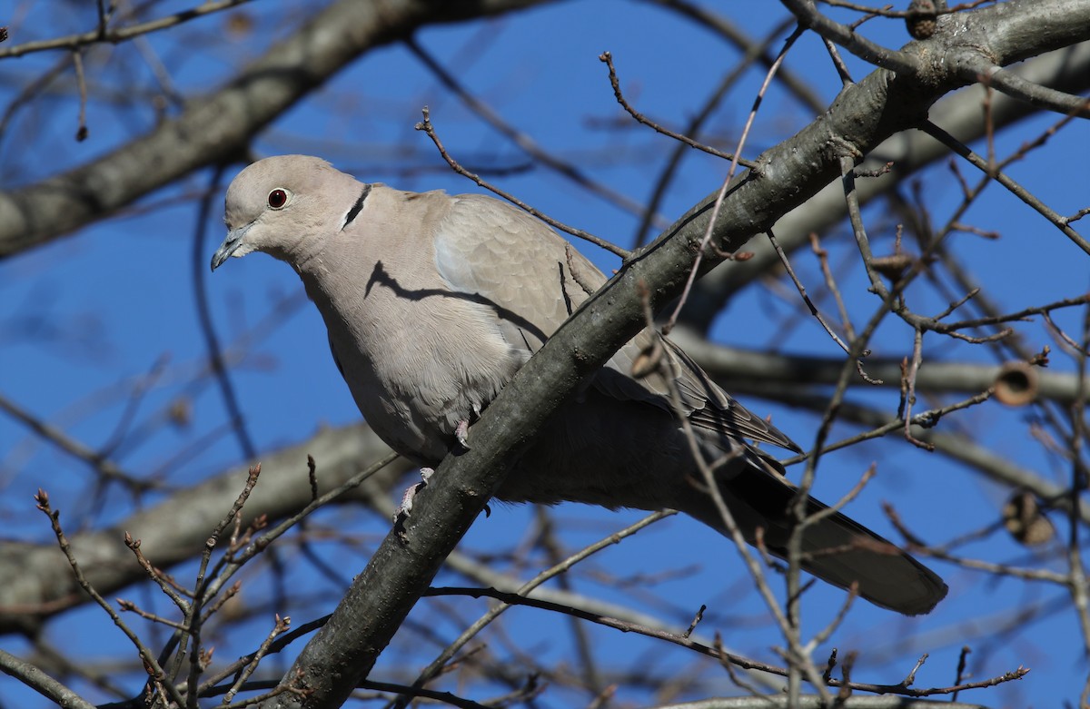Eurasian Collared-Dove - ML44755091