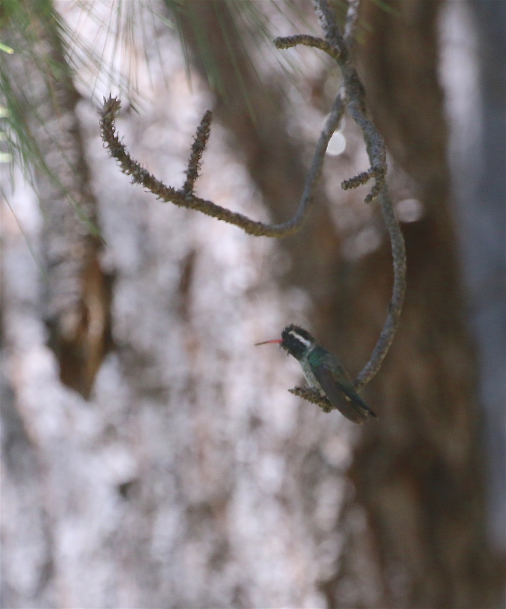 White-eared Hummingbird - ML447551331