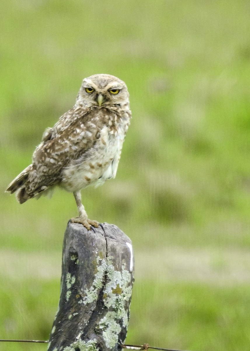 Burrowing Owl - ML44755331