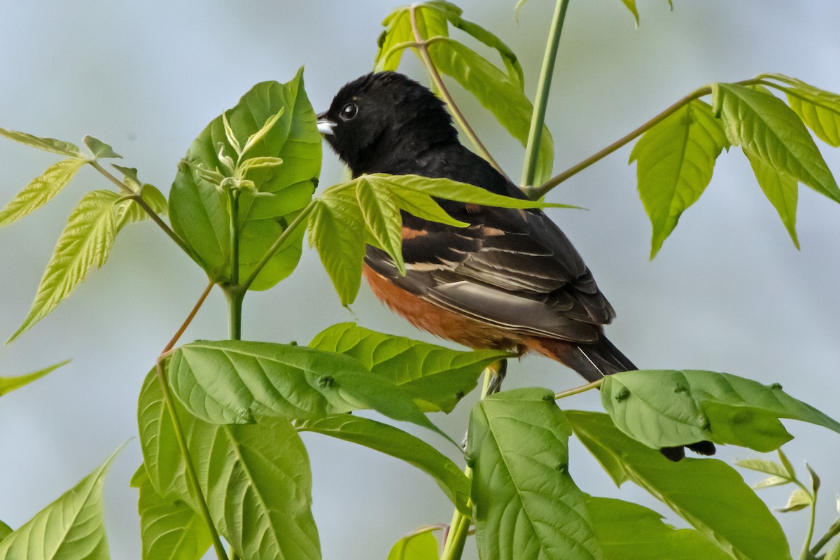 Orchard Oriole - ML447553321
