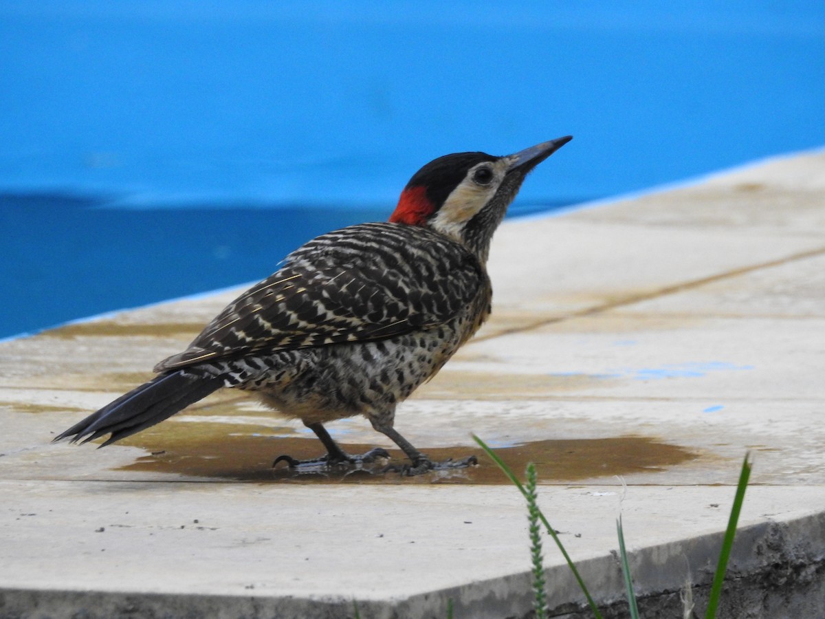 Green-barred Woodpecker - ML44756121