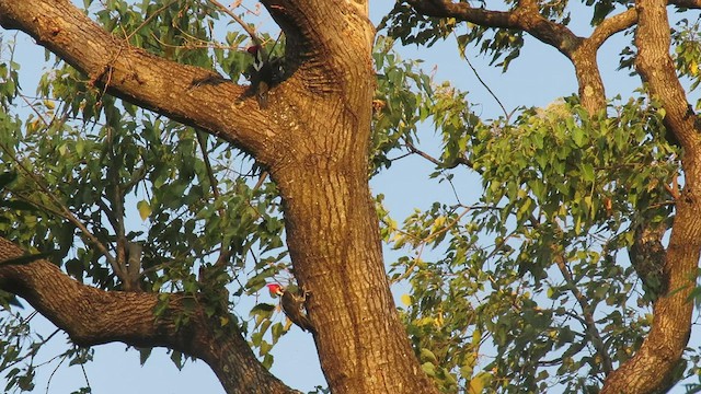 Crimson-crested Woodpecker - ML447561731