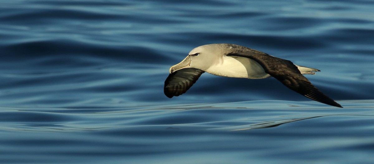 albatros snarský - ML44756511