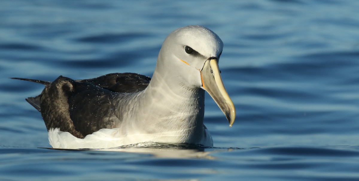 albatros snarský - ML44756541