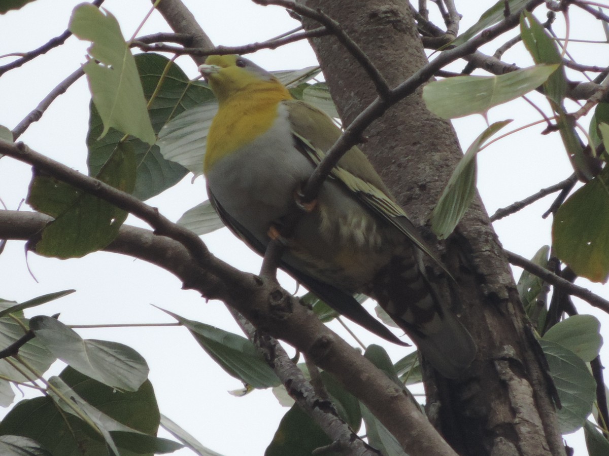 Yellow-footed Green-Pigeon - Win Nwe