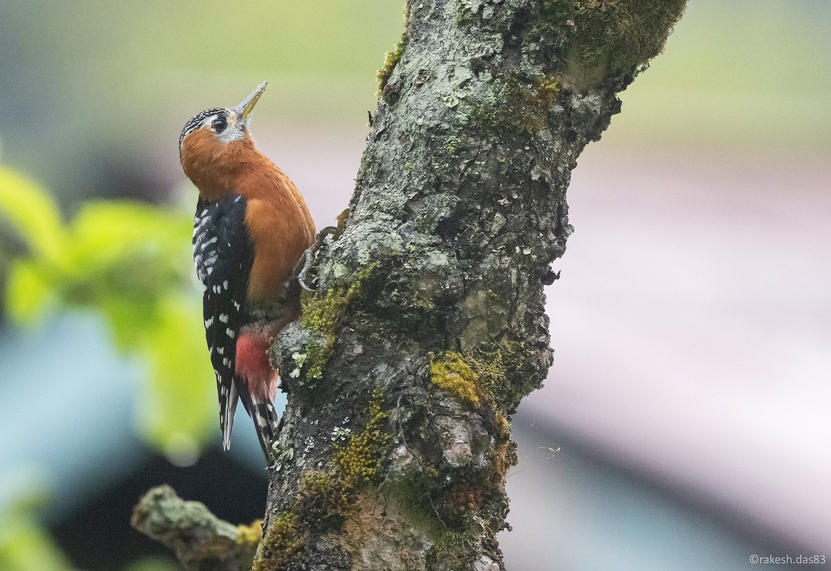 Rufous-bellied Woodpecker - ML447569501