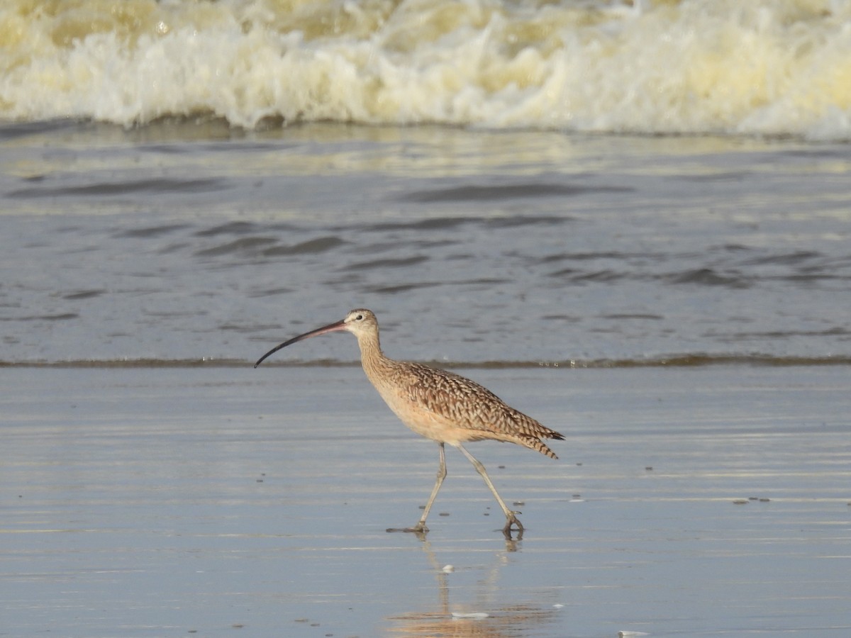Long-billed Curlew - ML447570141