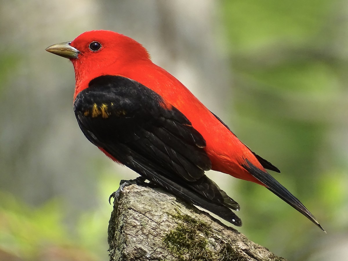 Scarlet Tanager - ML447573891