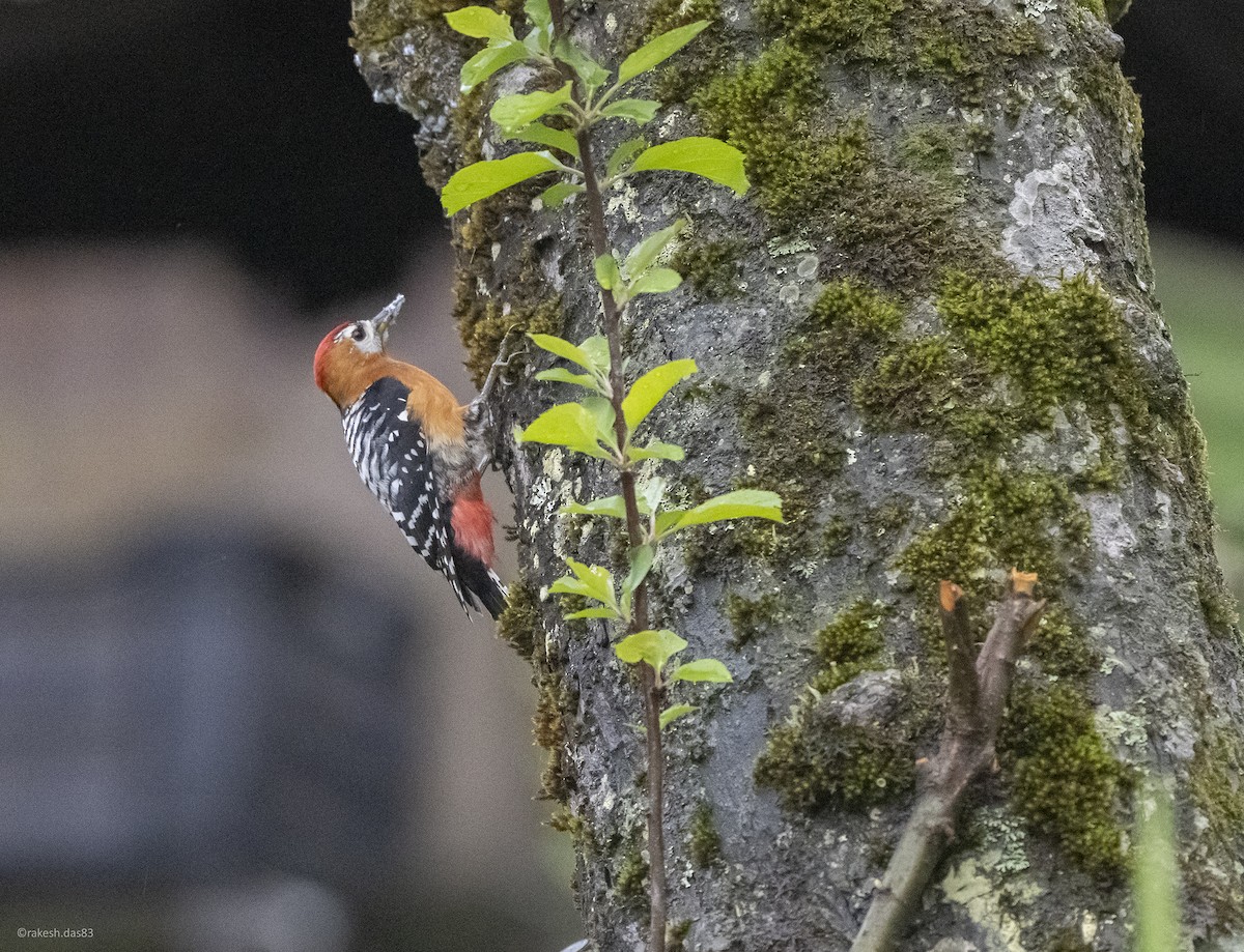 Rufous-bellied Woodpecker - ML447573951