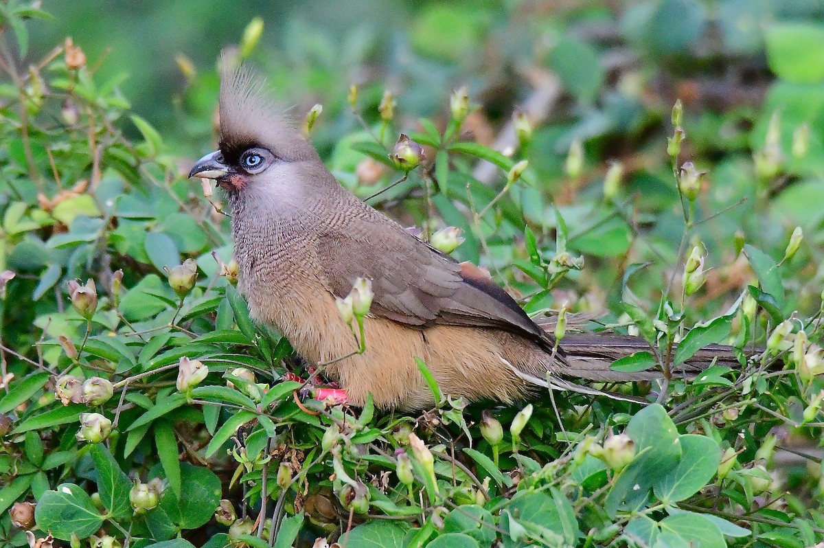 Speckled Mousebird - ML447573971