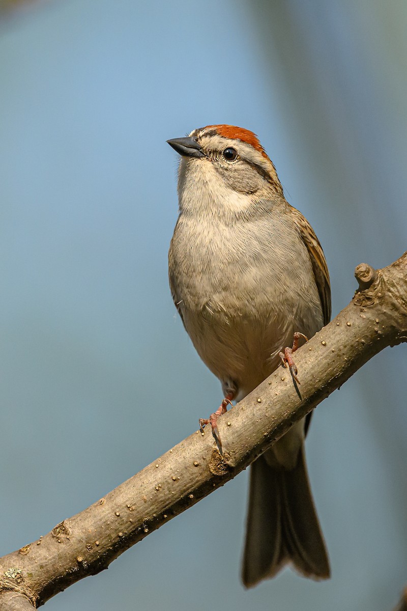 Chipping Sparrow - ML447576271