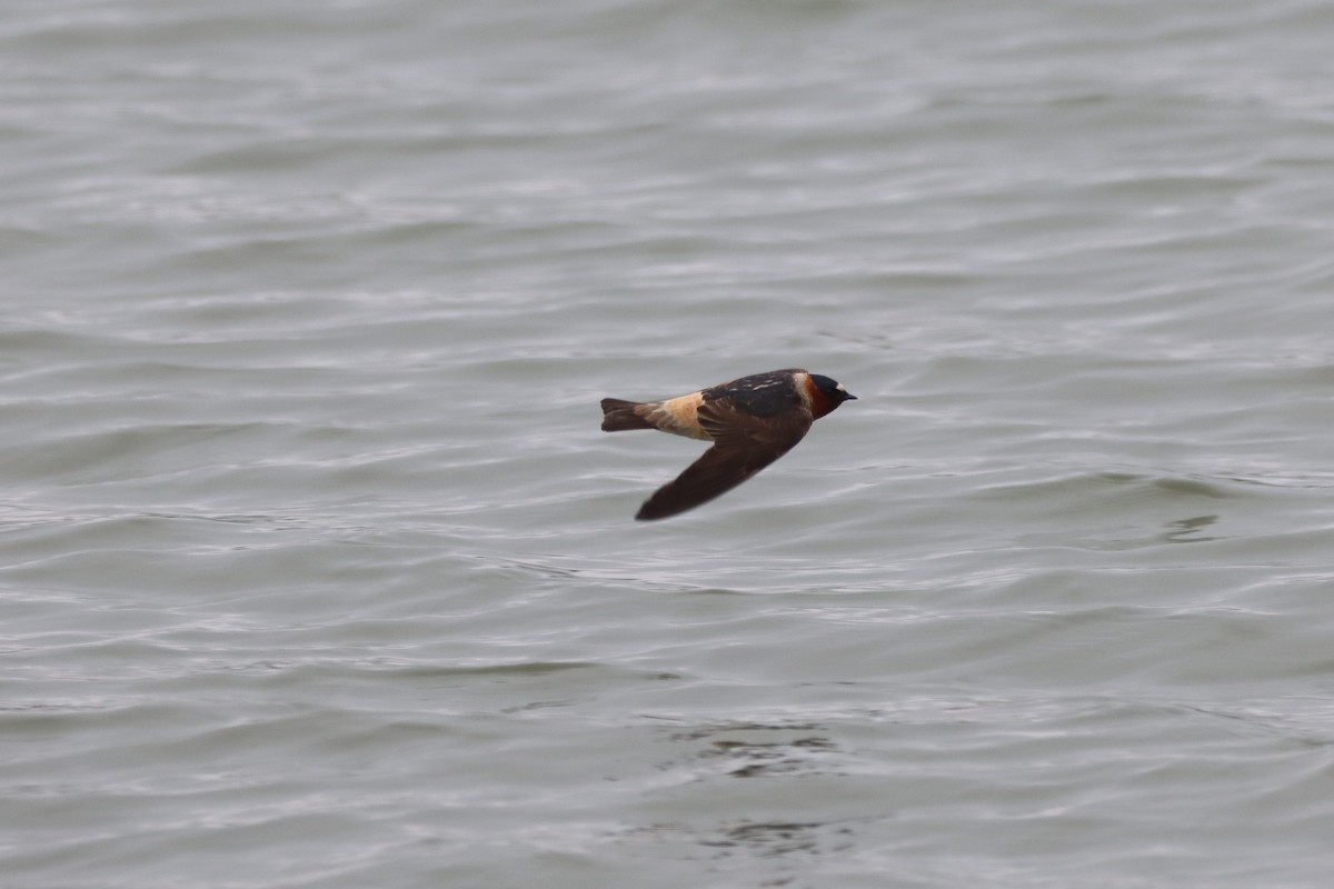 Cliff Swallow - ML447577511