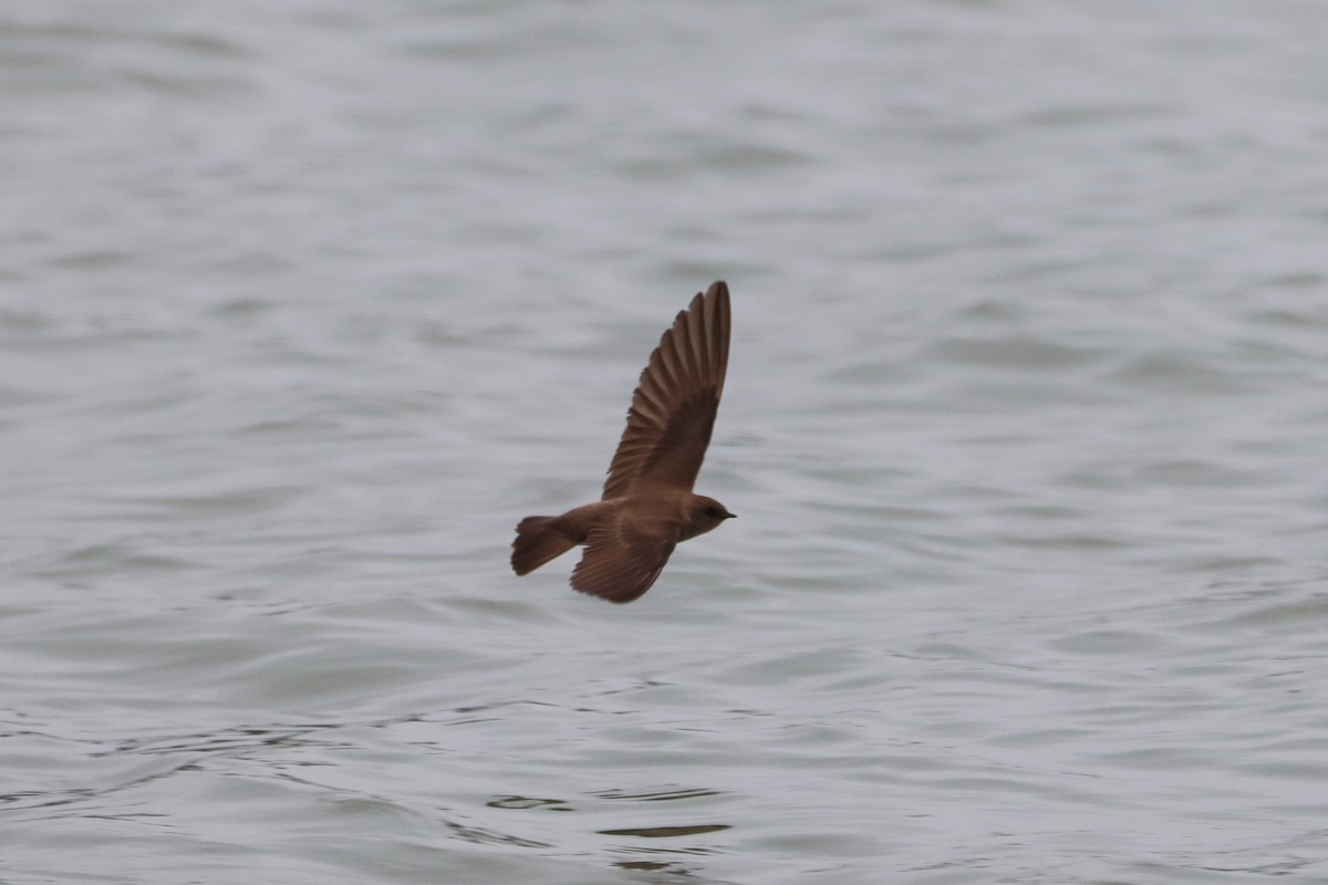 Northern Rough-winged Swallow - ML447577651
