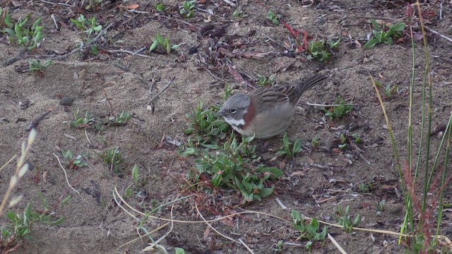 Rufous-collared Sparrow - ML447587221