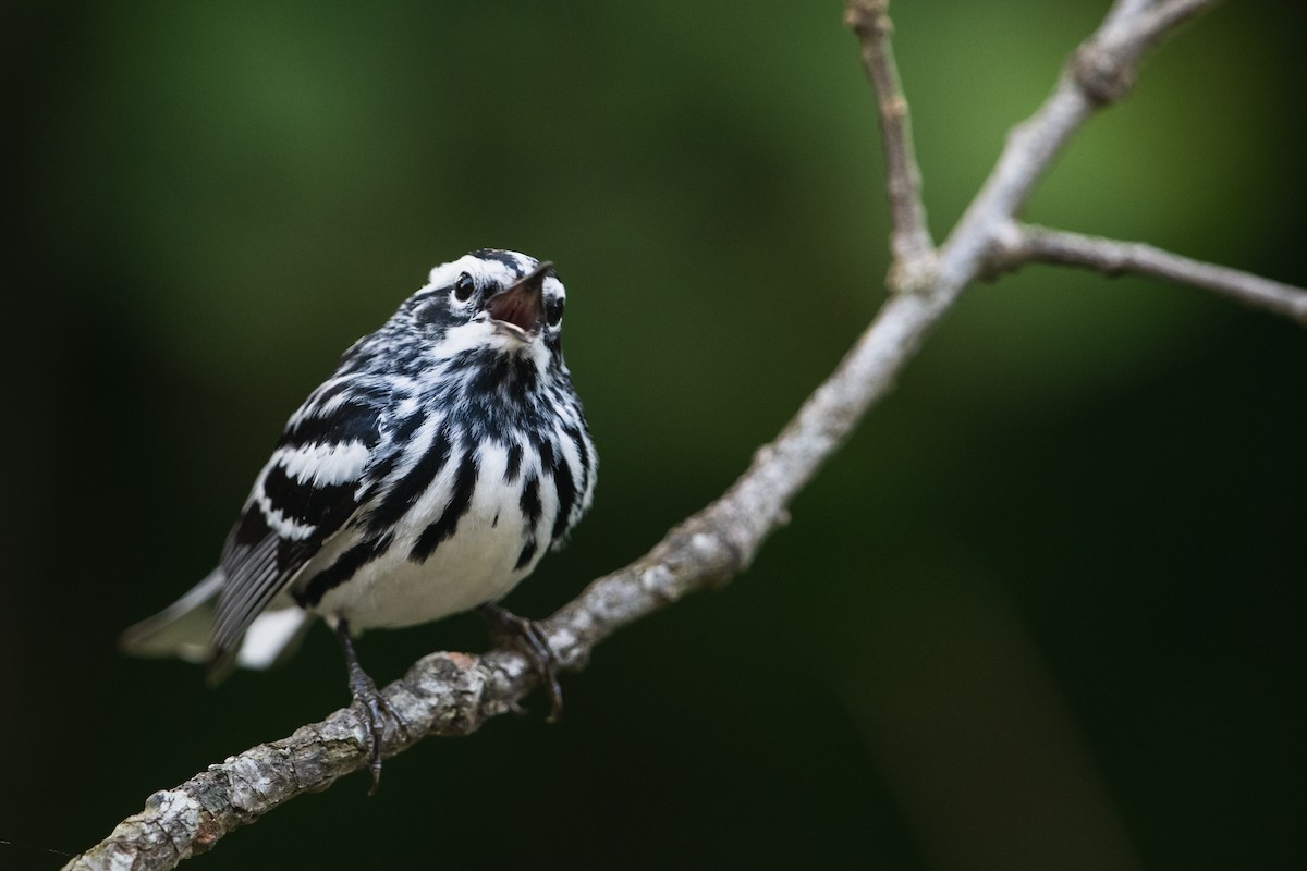 Black-and-white Warbler - ML447587741