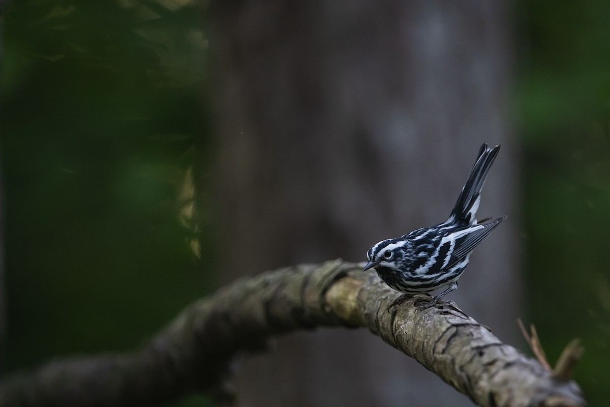 Black-and-white Warbler - ML447587761