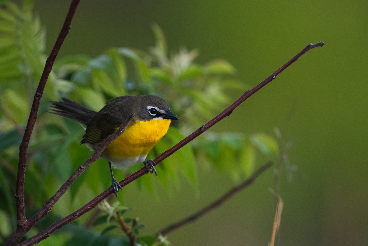 Yellow-breasted Chat - ML447587811