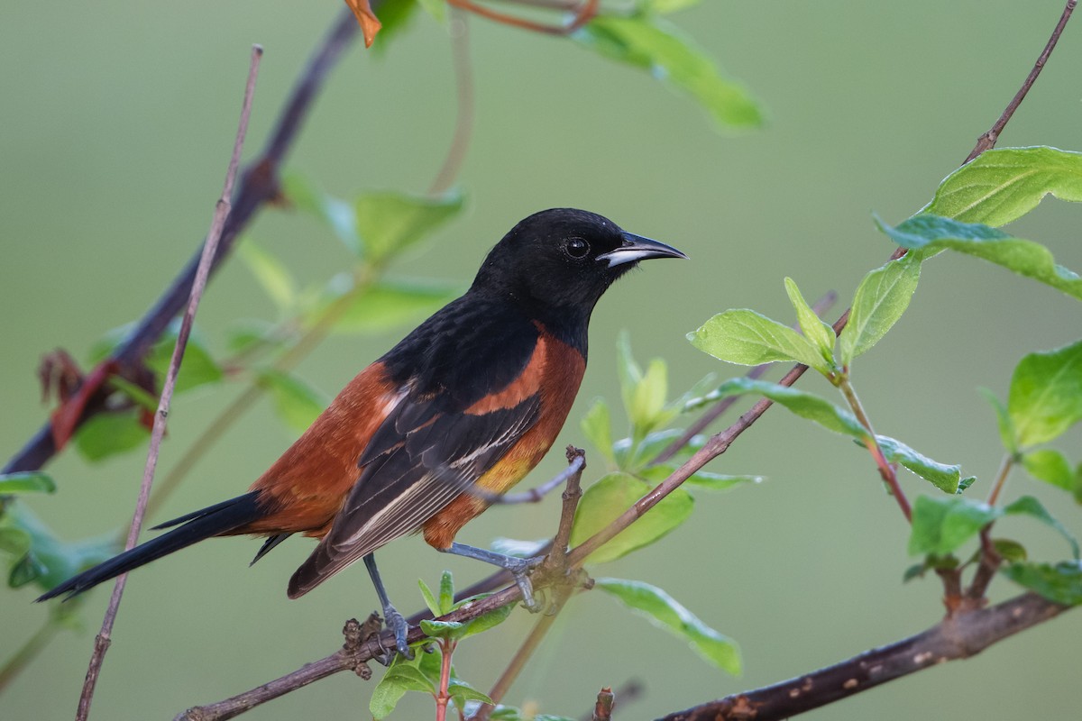 Orchard Oriole - ML447588031