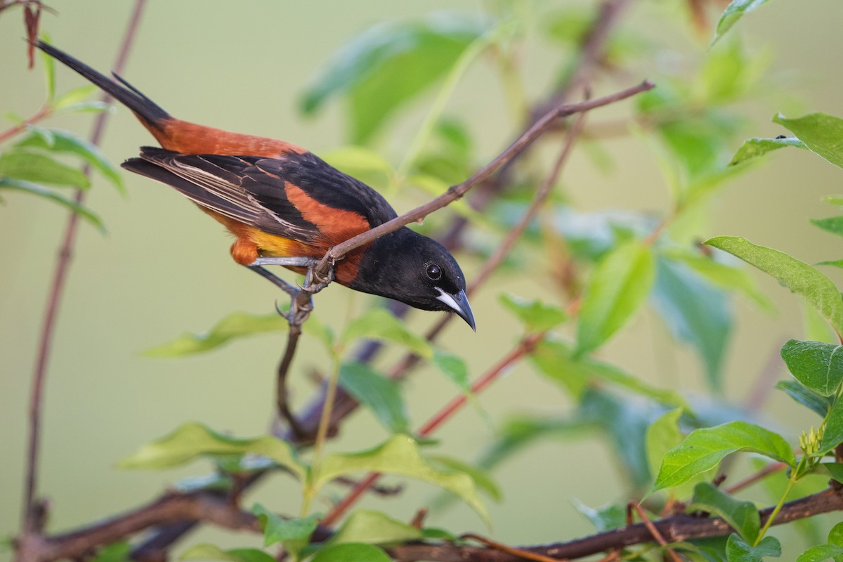 Orchard Oriole - ML447588041