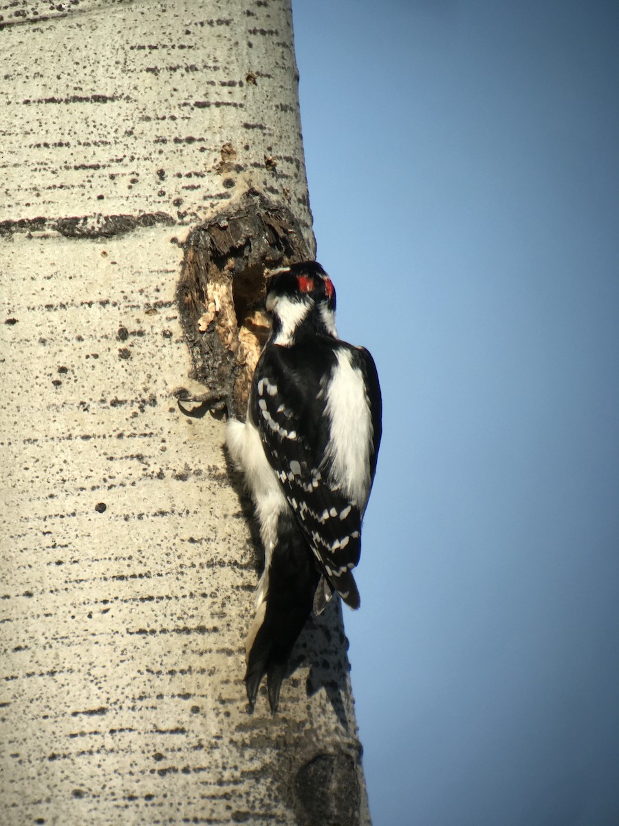 Hairy Woodpecker - ML447588681