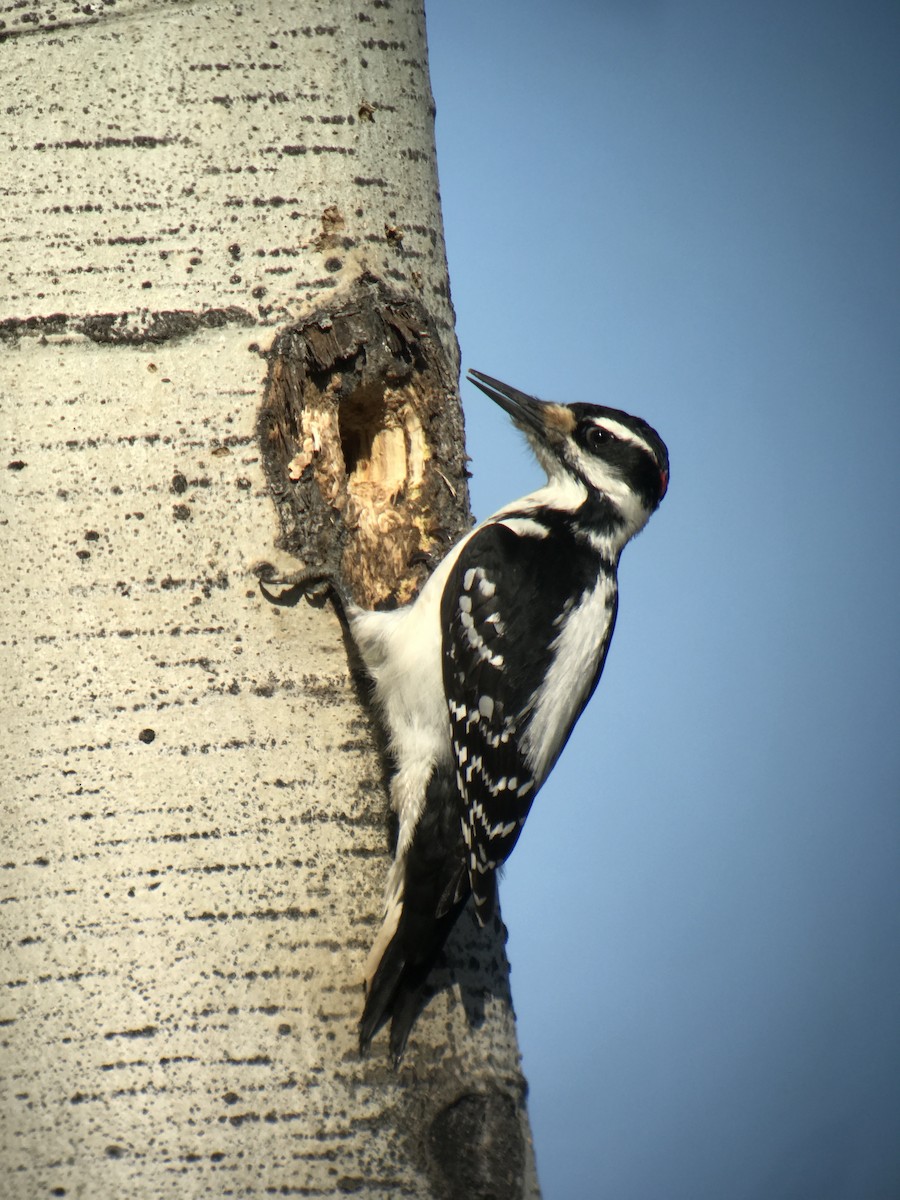 Hairy Woodpecker - ML447588701