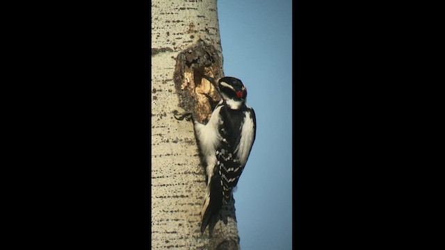 Hairy Woodpecker - ML447589161