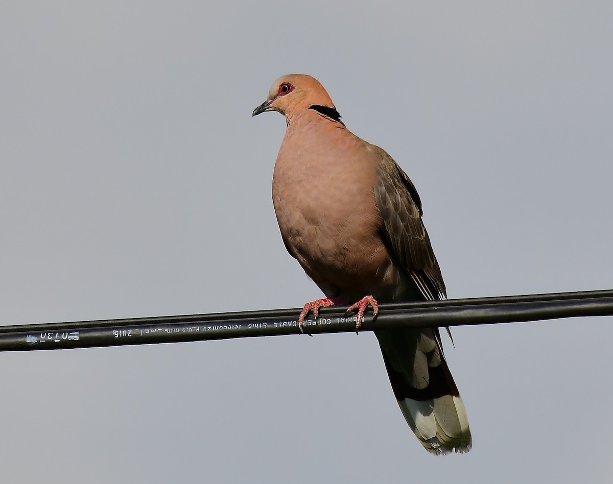Red-eyed Dove - ML447592041