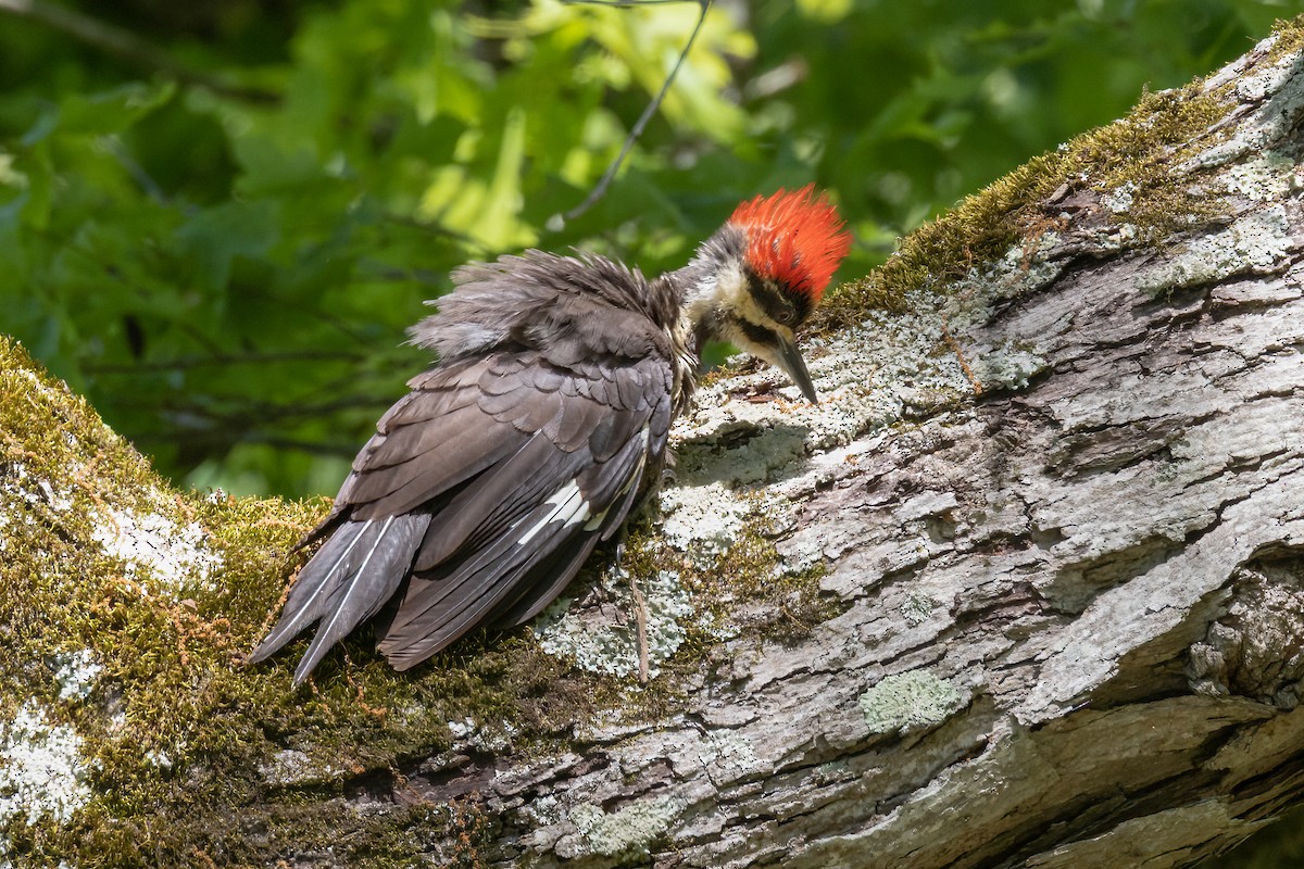 Pileated Woodpecker - Ron Shrieves