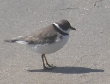 Semipalmated Plover - ML447595831