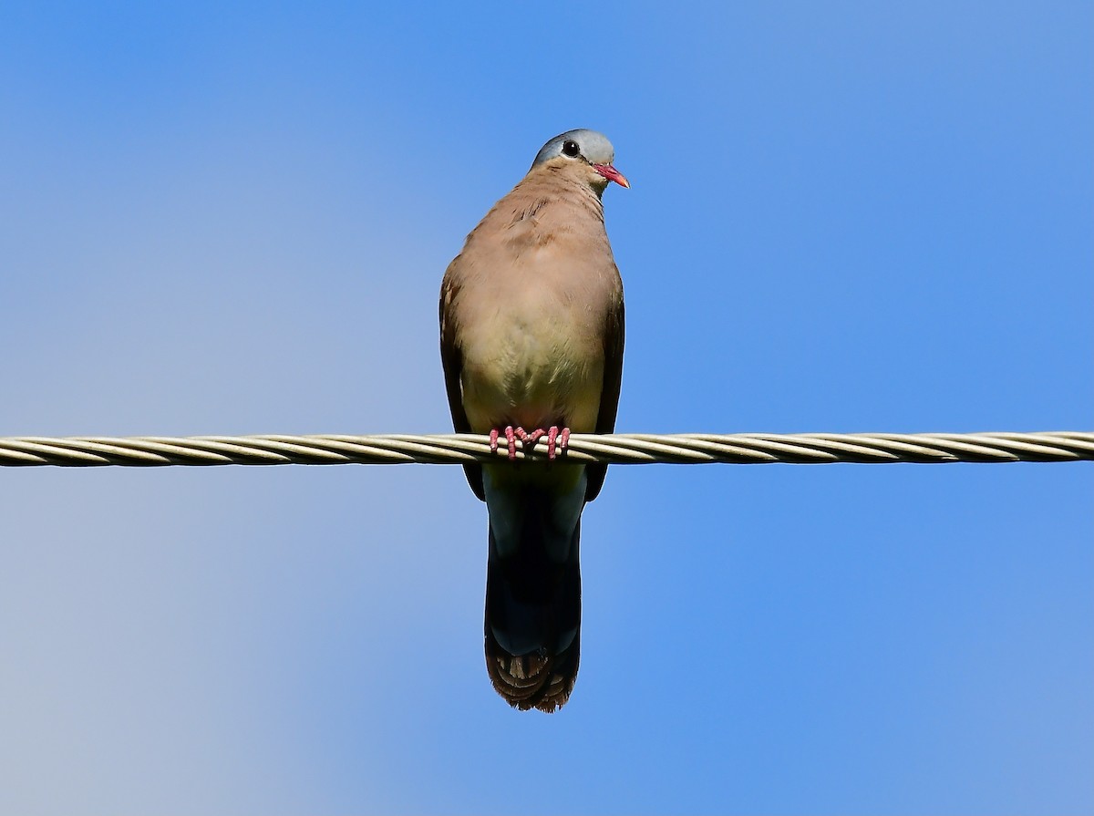 Blue-spotted Wood-Dove - ML447600721