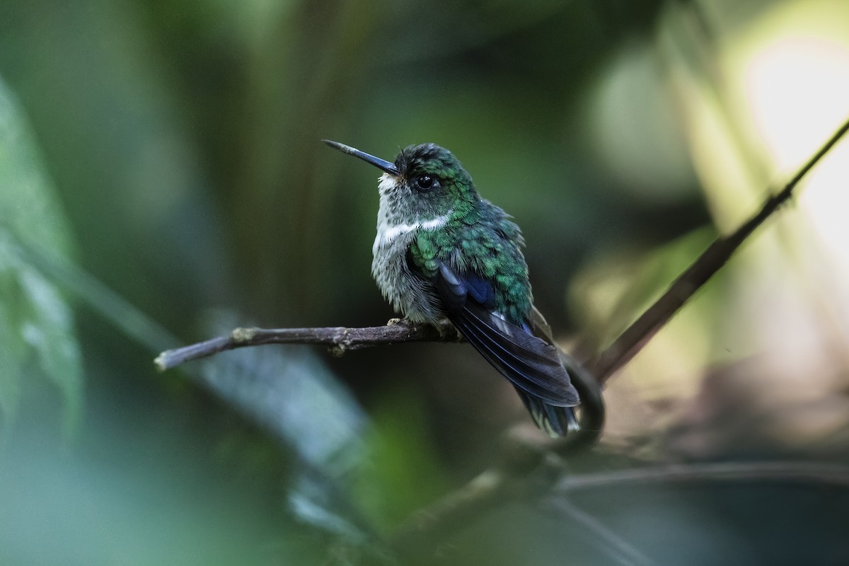kolibřík ekvádorský - ML447611751