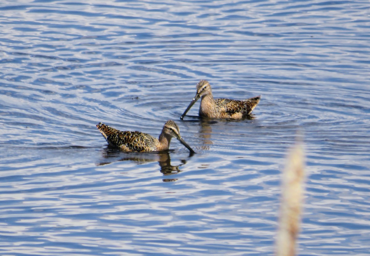 Long-billed Dowitcher - ML447617591