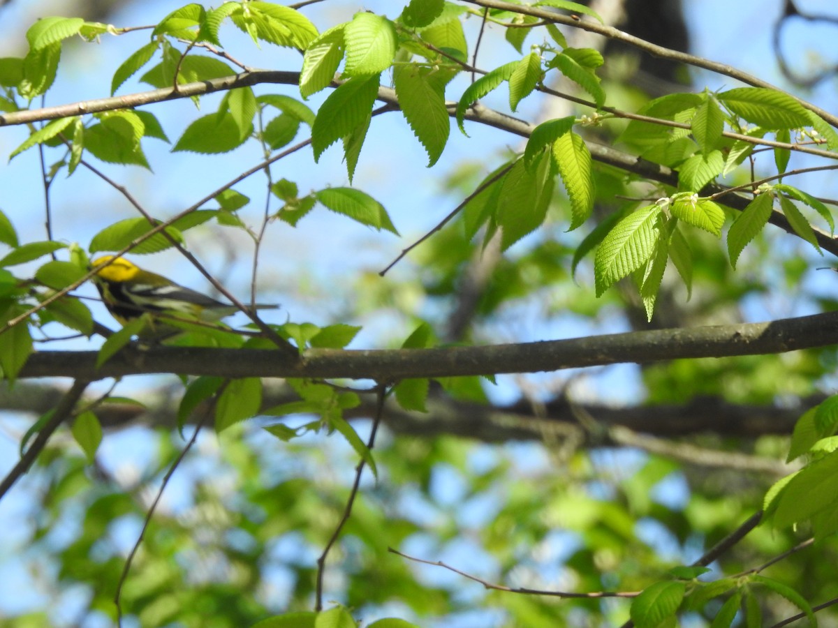 Black-throated Green Warbler - ML447625891