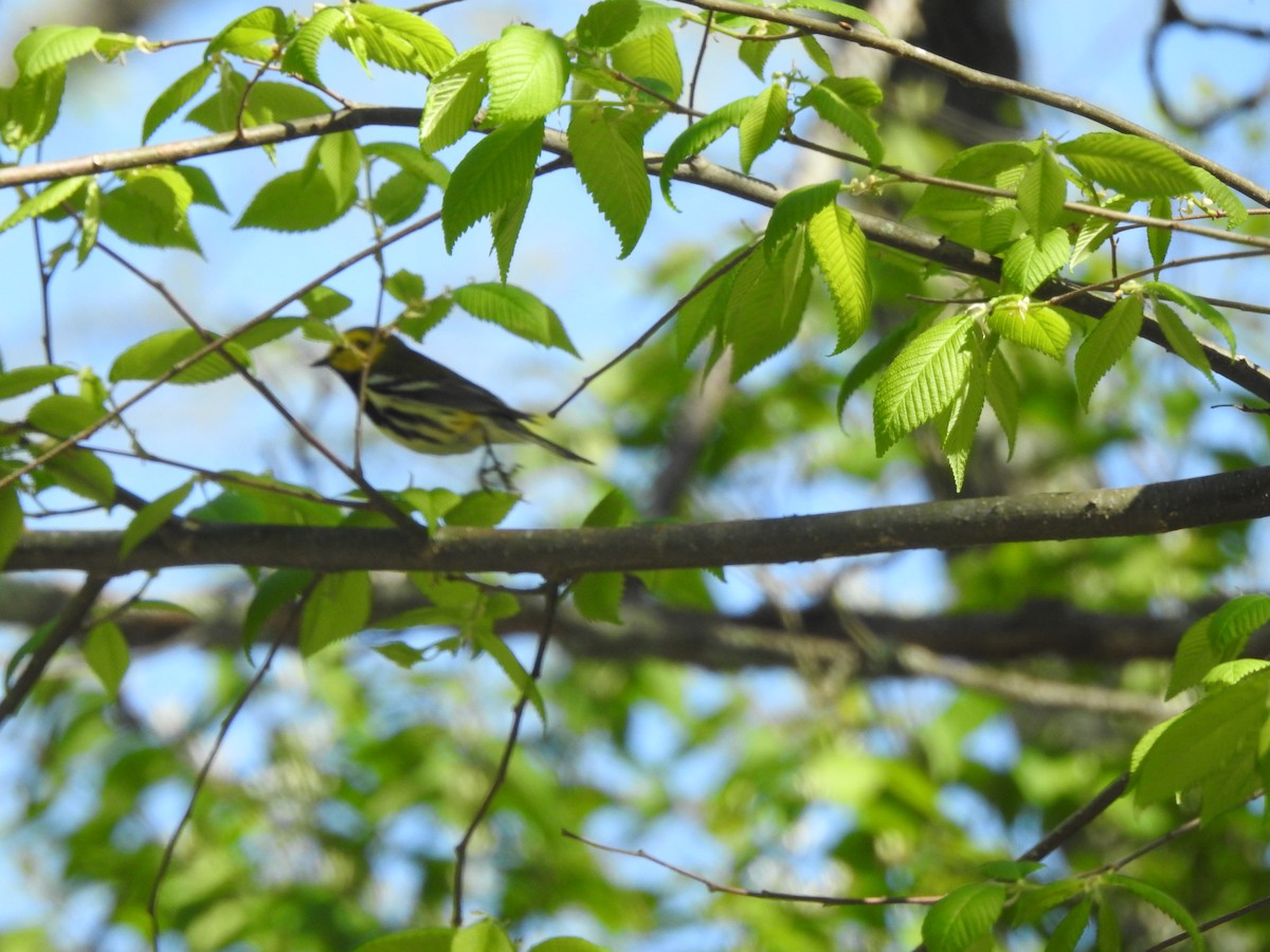 Black-throated Green Warbler - ML447625901