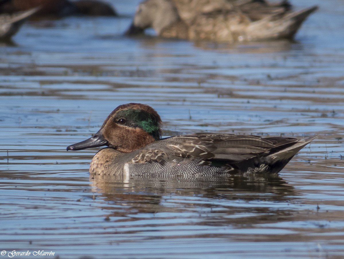 Green-winged Teal - ML44762661