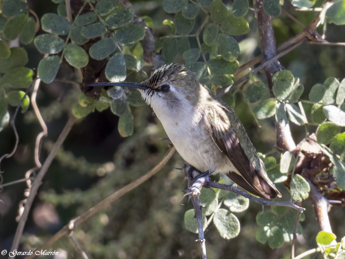 Costa's Hummingbird - ML44763341