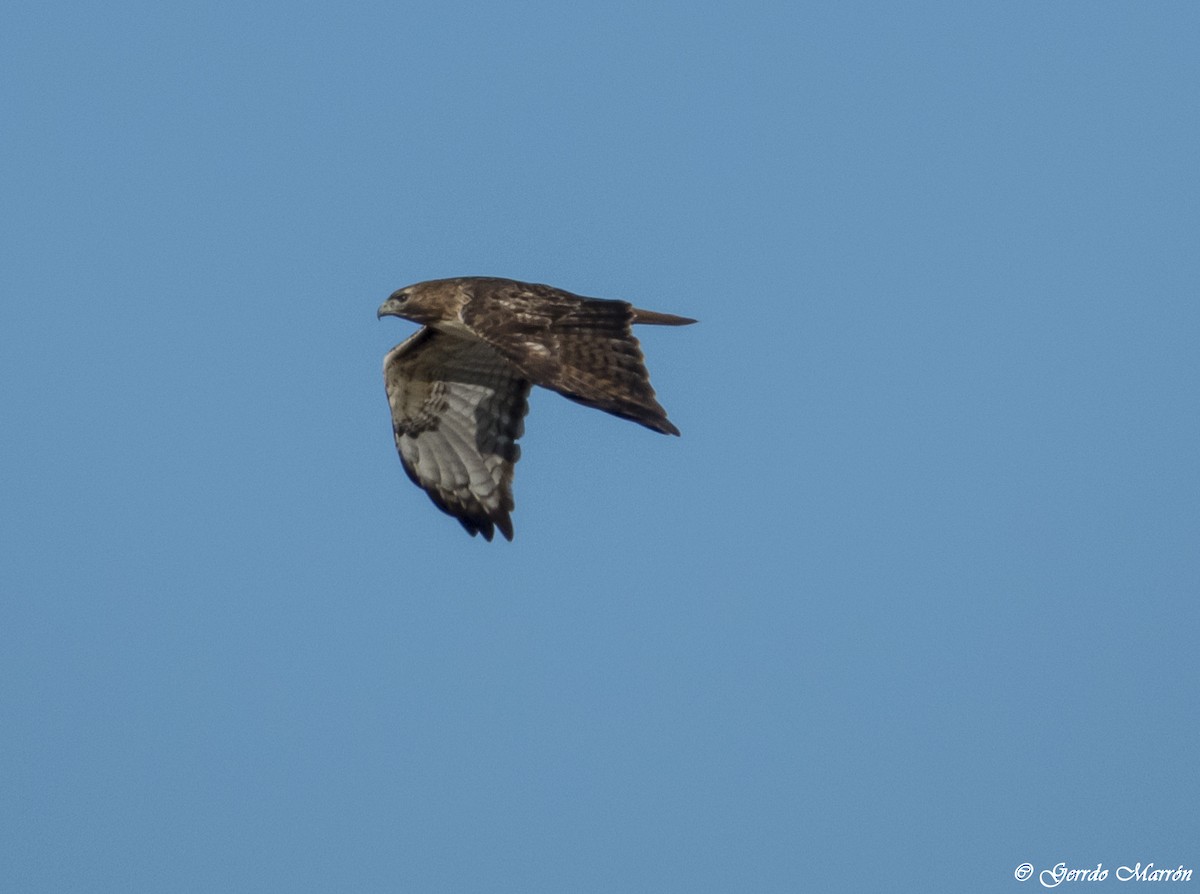 Red-tailed Hawk - ML44763481