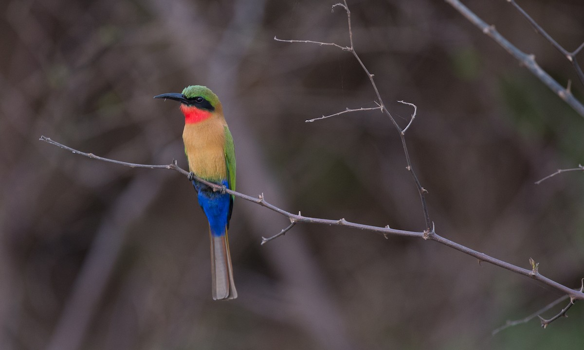Red-throated Bee-eater - Chris Wood