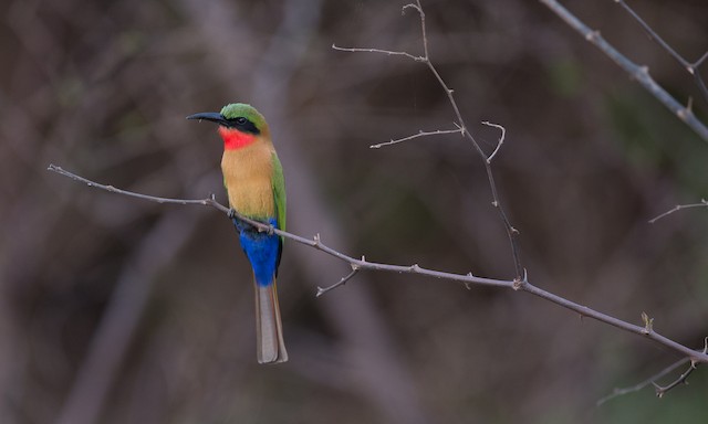 Tante Svane Peep Photos - Red-throated Bee-eater - Merops bulocki - Birds of the World