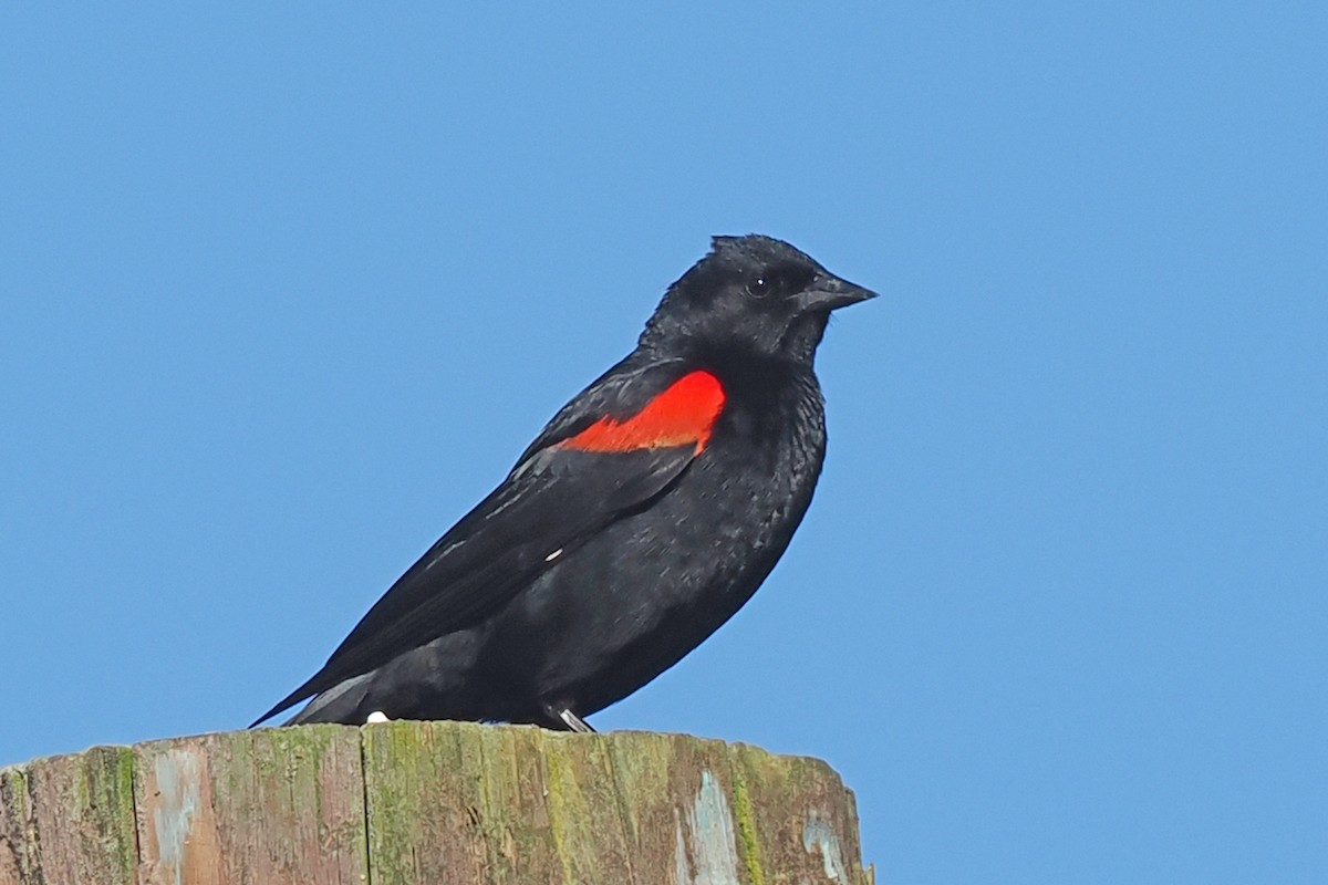 Red-winged Blackbird - ML447646211