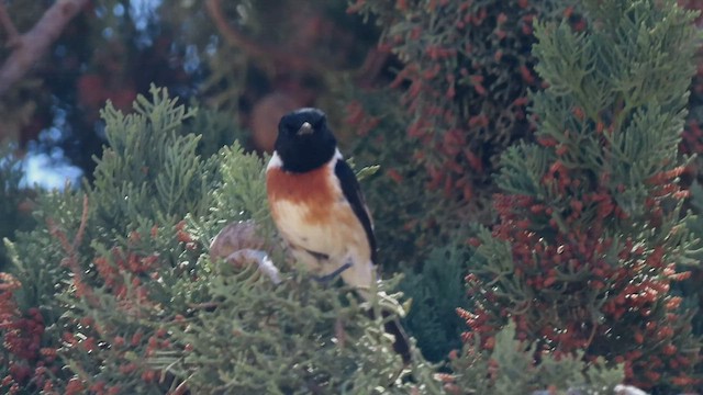 African Stonechat - ML447646571