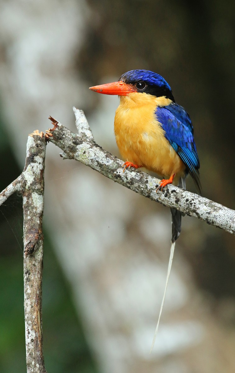 Buff-breasted Paradise-Kingfisher - Luke Seitz
