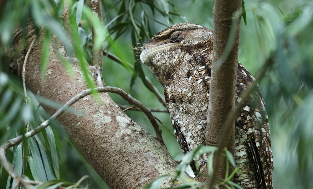 Papuan Frogmouth - ML44765111