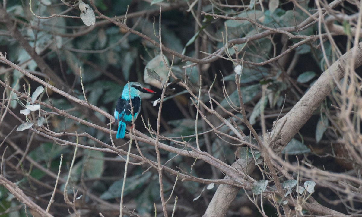 Blue-breasted Kingfisher - ML44765151