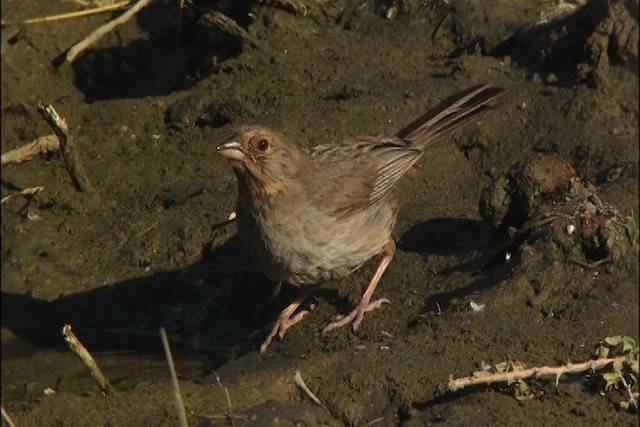 California Towhee - ML447652